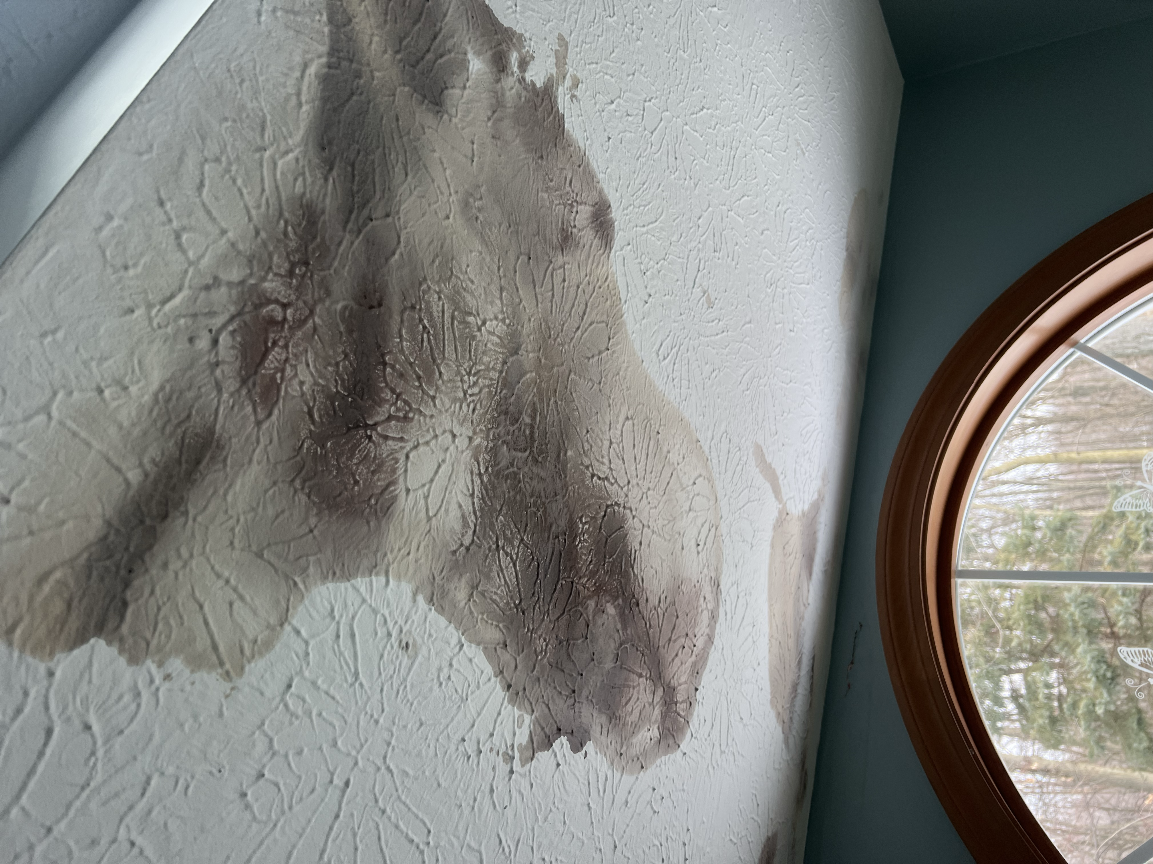 Mold inspection